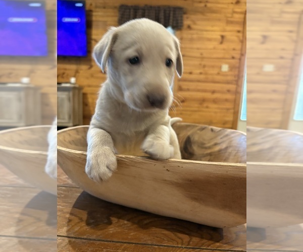 Medium Photo #43 Labrador Retriever Puppy For Sale in LEASBURG, MO, USA