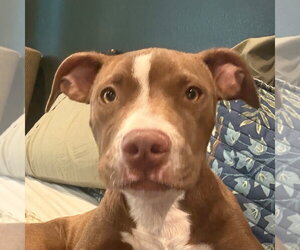Mutt Dogs for adoption in Canton, CT, USA