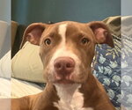 Small Mutt