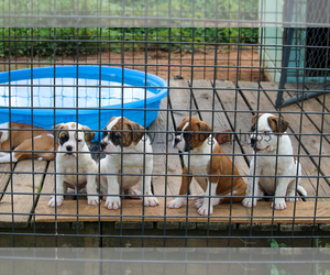 American Bulldog Puppy for sale in CHECOTAH, OK, USA