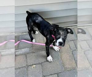 Medium Mutt