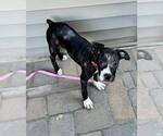 Small Mutt