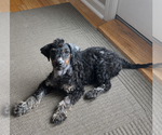Small #1 Bernese Mountain Dog Mix