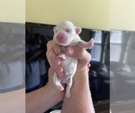 Small Photo #9 Maltipoo Puppy For Sale in ALEXANDRIA, VA, USA