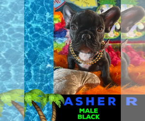 French Bulldog Puppy for sale in HEATHROW, FL, USA