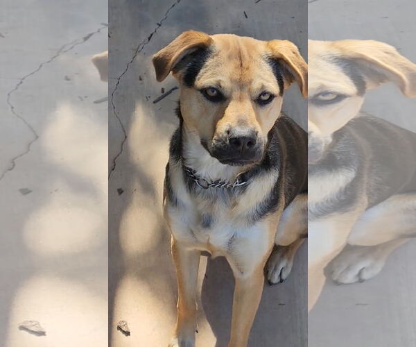 Medium Photo #10 Beagle-Unknown Mix Puppy For Sale in Escondido, CA, USA