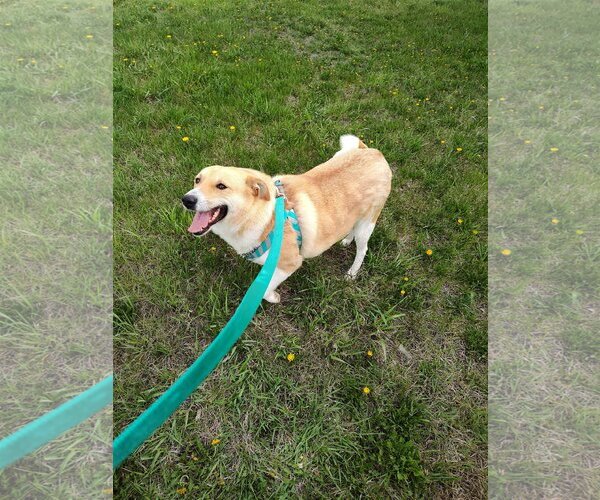 Medium Photo #1 Mutt Puppy For Sale in Chinook, MT, USA