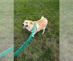 Small Mutt