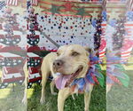 Small #25 American Pit Bull Terrier Mix