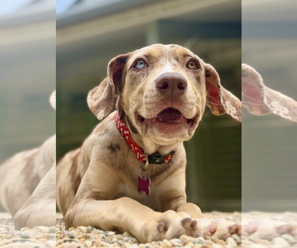 Medium Photo #3 Catahoula Leopard Dog-Unknown Mix Puppy For Sale in West Cornwall, CT, USA