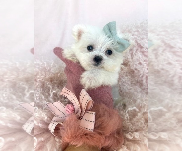 Medium Photo #8 Maltese Puppy For Sale in NEW YORK, NY, USA