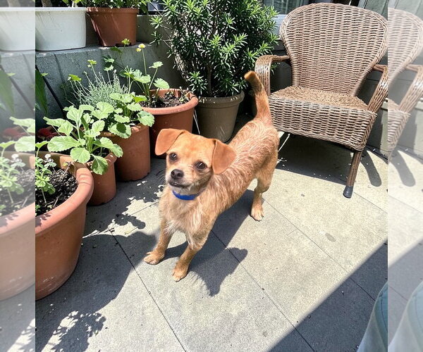 Medium Photo #1 Dachshund Puppy For Sale in Menifee, CA, USA