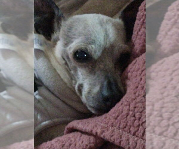Medium Photo #2 Chihuahua-Unknown Mix Puppy For Sale in San Francisco, CA, USA