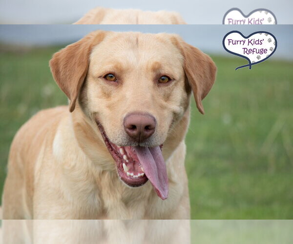 Medium Photo #1 Labrador Retriever Puppy For Sale in Lee's Summit, MO, USA