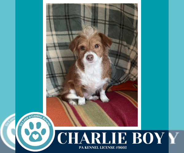 Medium Photo #6 Mutt Puppy For Sale in Kimberton, PA, USA