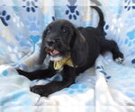 Small #3 Golden Retriever