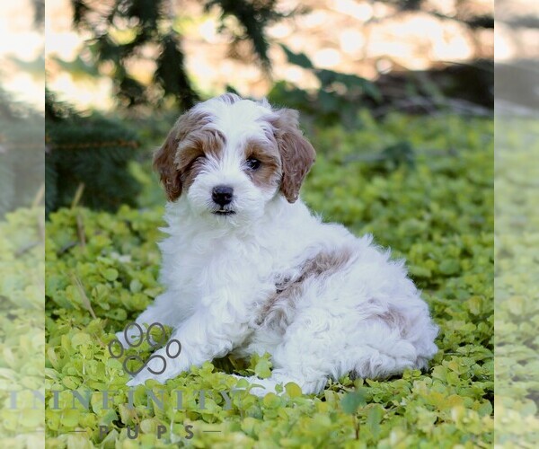 Medium Photo #3 Cavapoo (Miniature) Puppy For Sale in LANCASTER, PA, USA