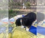 Small Photo #11 Australian Shepherd Puppy For Sale in FARMVILLE, VA, USA