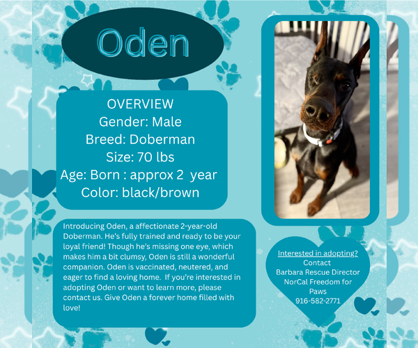 Medium Photo #1 Doberman Pinscher Puppy For Sale in Rancho Cordova, CA, USA