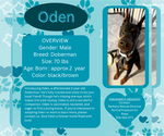 Small Doberman Pinscher