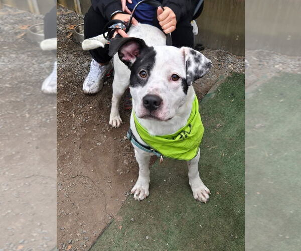 Medium Photo #1 Labrador Retriever-Unknown Mix Puppy For Sale in Woodbury, NY, USA