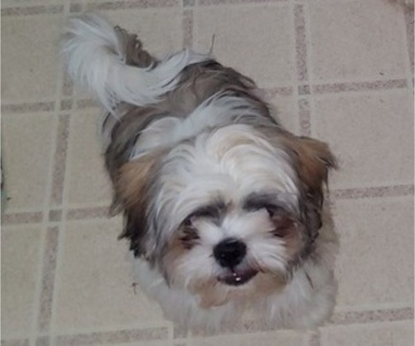 Medium Photo #14 Shih Tzu Puppy For Sale in SAINT CHARLES, MO, USA