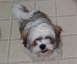 Small Photo #14 Shih Tzu Puppy For Sale in SAINT CHARLES, MO, USA