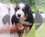 Small #4 Miniature Australian Shepherd