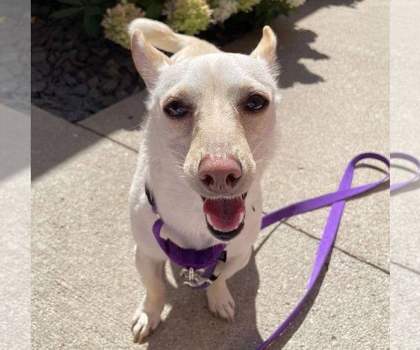 Medium Photo #2 Chihuahua Puppy For Sale in Brooklyn Center, MN, USA