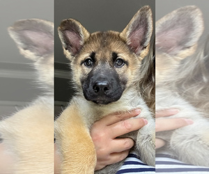 German Shepherd Dog-Siberian Husky Mix Puppy for sale in LANSING, MI, USA
