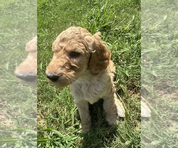 Medium Photo #2 Goldendoodle Puppy For Sale in EDMOND, OK, USA