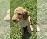 Small #1 Goldendoodle