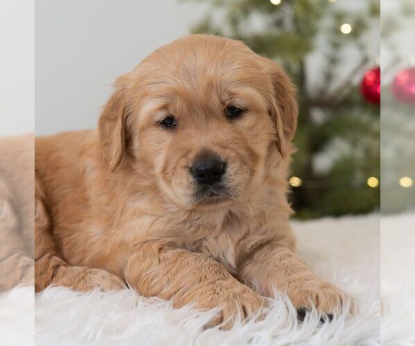 Medium Photo #1 Golden Retriever Puppy For Sale in NEWPORT, PA, USA