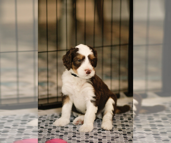 Medium Photo #3 Bernedoodle Puppy For Sale in ELDRIDGE, IA, USA