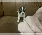 Small Photo #2 Chihuahua Puppy For Sale in AURORA, CO, USA