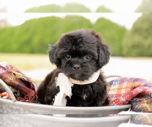 ShihPoo Puppy for sale in SYRACUSE, IN, USA