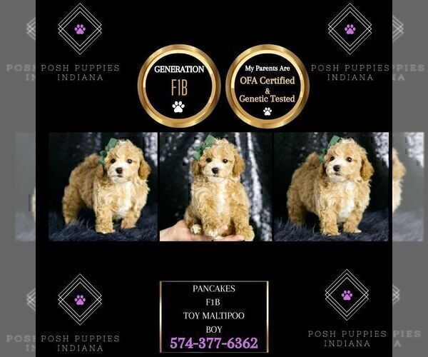 Medium Photo #3 Maltipoo Puppy For Sale in WARSAW, IN, USA