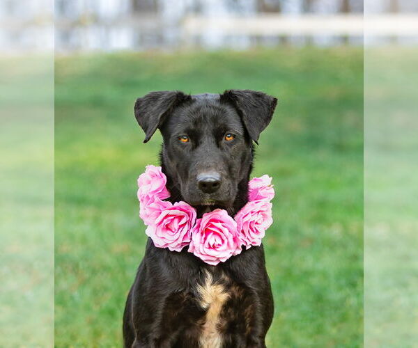 Medium Photo #2 Labrador Retriever-Retriever  Mix Puppy For Sale in Unionville, PA, USA