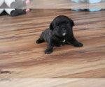 Puppy 3 Poodle (Toy)-Pug Mix