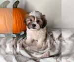 Winston - Male Maltipoo (Toy) Puppy for Sale - Small photo