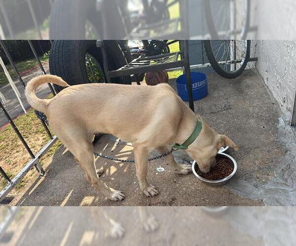 Medium Photo #1 Mutt Puppy For Sale in San Antonio, TX, USA