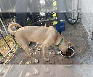 Mutt Dogs for adoption in San Antonio, TX, USA