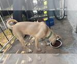 Small Mutt