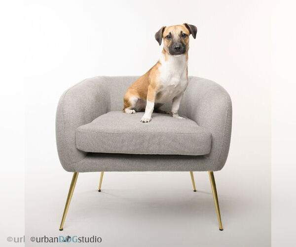 Medium Photo #1 Chiweenie Puppy For Sale in Tampa, FL, USA