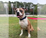 Small Photo #7 American Pit Bull Terrier-Unknown Mix Puppy For Sale in Virginia Beach, VA, USA