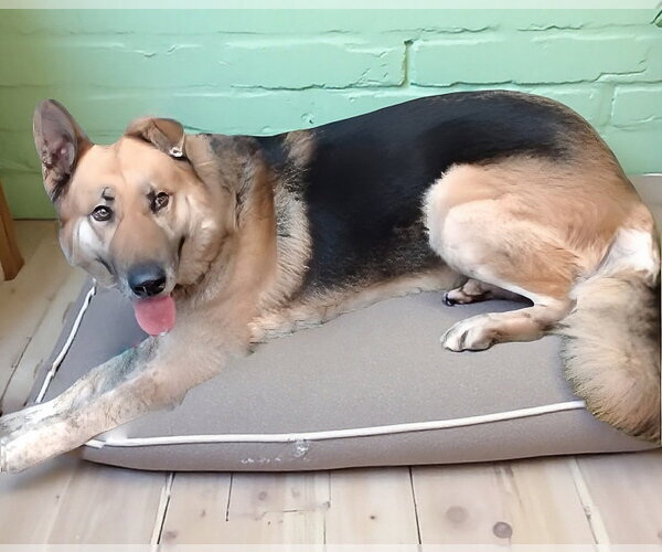 Medium Photo #1 German Shepherd Dog Puppy For Sale in Pasadena, CA, USA