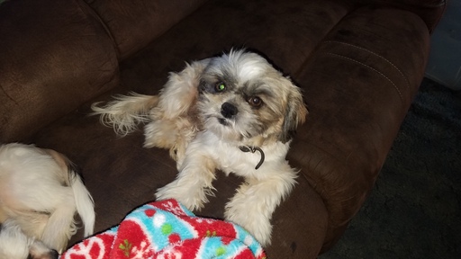 Medium Photo #1 ShiChi Puppy For Sale in ORONOGO, MO, USA