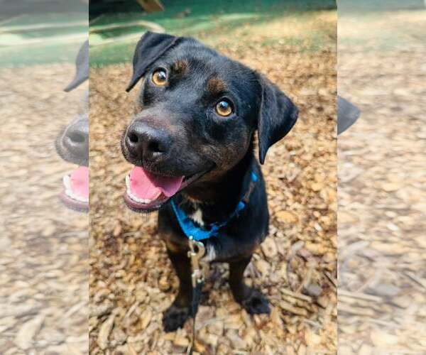 Medium Photo #1 Mutt Puppy For Sale in Clarkesville, GA, USA