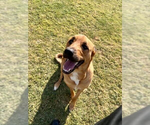 Medium Photo #1 Great Pyrenees-Rottweiler Mix Puppy For Sale in Temple, TX, USA