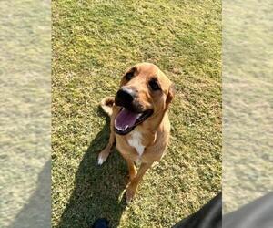 Great Pyrenees-Rottweiler Mix Dogs for adoption in Temple, TX, USA